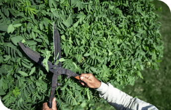 gardener cuts bush